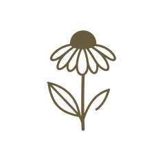 Coneflower