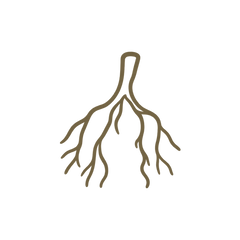 Sophora Root