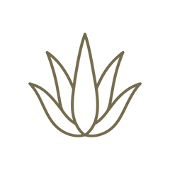 Aloe