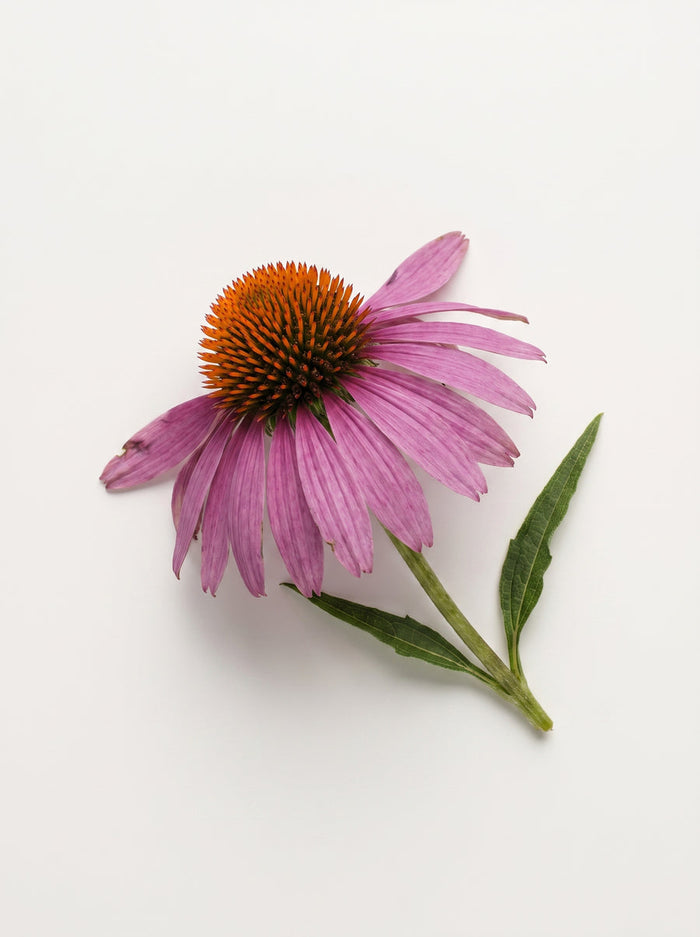 Coneflower