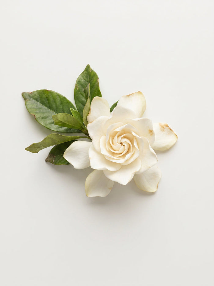 Gardenia Flower