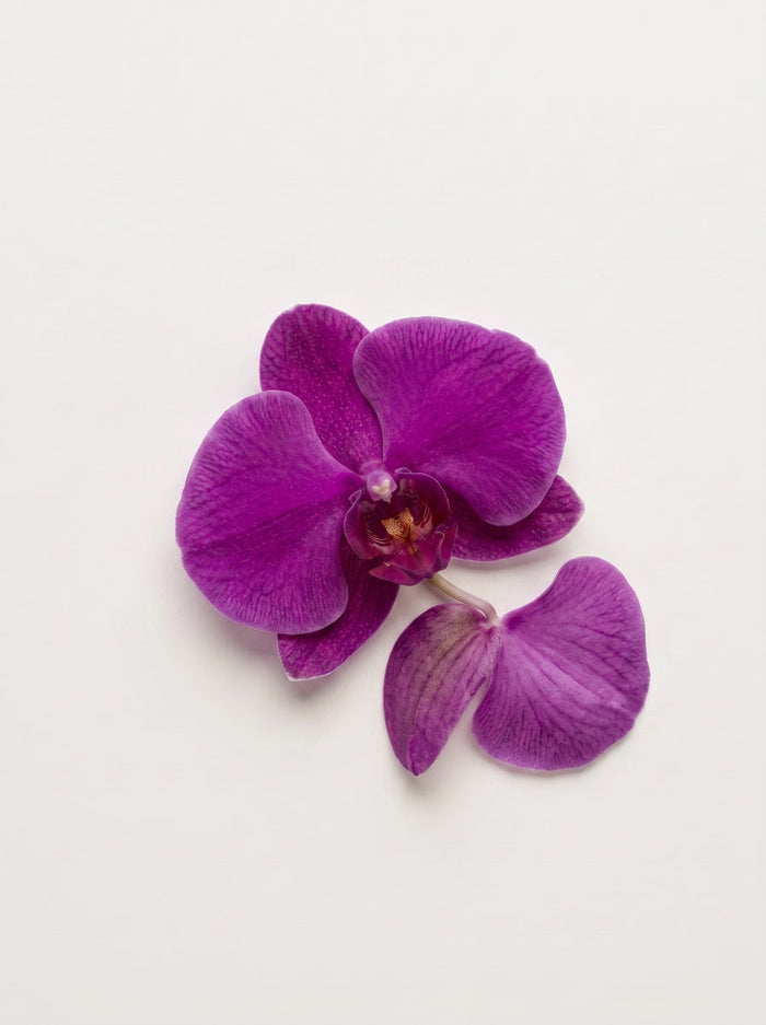 Orchid